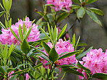  Impressionen Sehenswürdigkeit  Farbenfroher Rhododendron im Botanischen Garten
