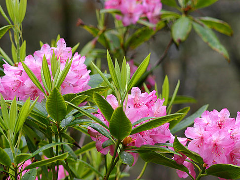  Impressionen Sehenswürdigkeit  Farbenfroher Rhododendron im Botanischen Garten